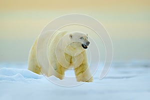 Polar bear walking on drift ice with snow. White animal in the nature habitat, Russia. Dangerous polar bear in the cold sea. Polar