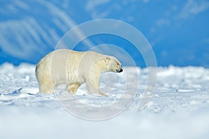 Polar bear walking on the ice. Polar bear, dangerous looking beast on the ice with snow in north Canada. Wildlife scene from natur