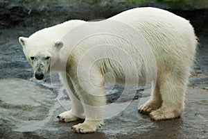 Polar bear walking on rock