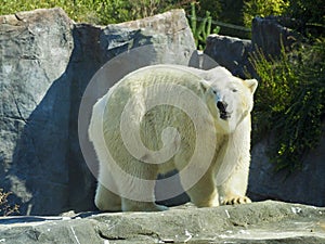 Polar bear