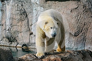 Polar bear walking on rocks