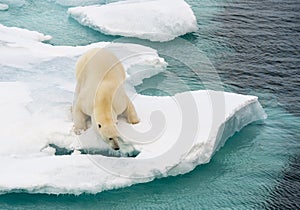 Polar bear walking on sea ice photo