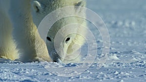 Polar bear walking searching for food