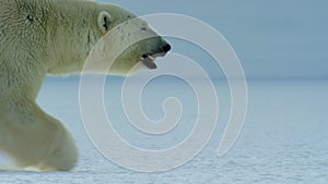 Polar bear walking searching for food