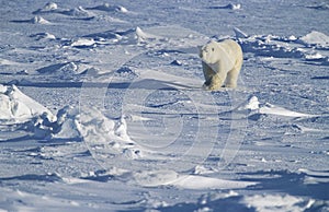 Polar Bear walking in snow Yukon