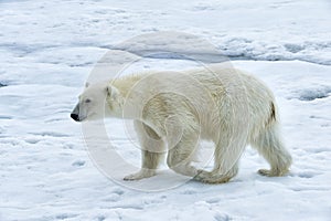 Polar Bear walking, Svalbard Archipelago, Norway