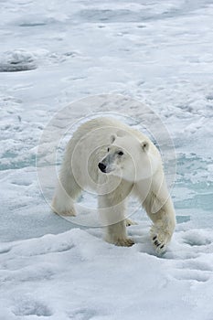 Polar Bear walking, Svalbard Archipelago, Norwaya