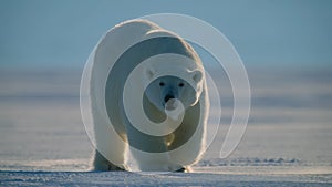 Polar bear walking in the Svalbard area searching for food