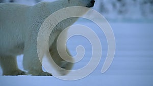 Polar bear walking in the Svalbard area searching for food