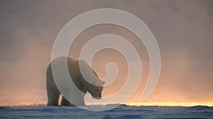 Polar bear walking in the Svalbard area searching for food