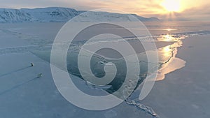 Polar bear walking in the Svalbard area searching for food