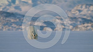 Polar bear walking in the Svalbard area searching for food