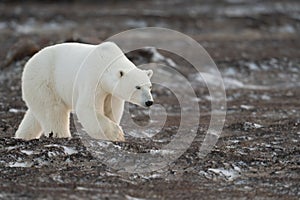 Polar Bear walking toward Hudson Bay