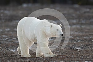Polar Bear walking toward Hudson Bay