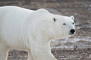 Polar Bear walking toward Hudson Bay