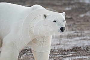 Polar Bear walking toward Hudson Bay