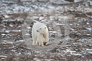 Polar bear walking towards Hudson Bay