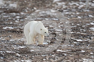 Polar bear walking towards Hudson Bay