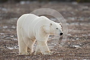 Polar bear walking towards Hudson Bay