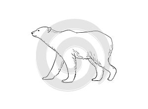 Polar bear walking vector sketch art. Realistic white bear linear illustration isolated on white background