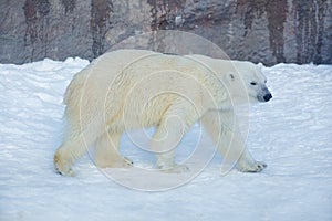 Polar bear is walking on a white snow. Ursus maritimus or Thalarctos Maritimus