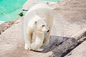 a polar bear walking in the zoo enclosure