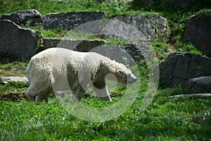 polar bear walking in a zoologic park