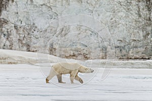 The polar bear walks along the ice sheet