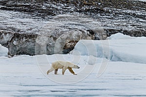 The polar bear walks along the ice sheet