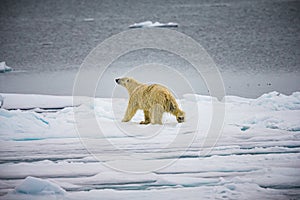 Polar bear walks on ice floes in Arctic