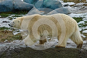 Polar Bear