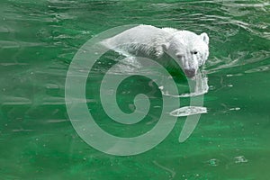 Polar bear in water