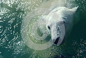 Polar bear in water