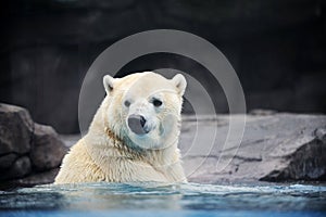 Polar Bear photo