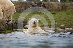 Polar bear in water