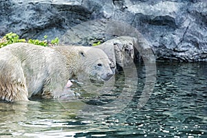 A polar bear in the water