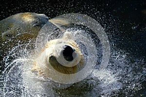 Polar bear in the water