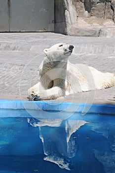 Polar bear water reflection