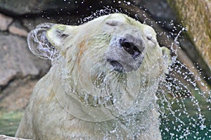 Polar Bear Water Shake