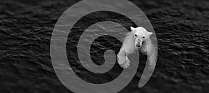 Polar bear in water, survival in the sea, Shallow depth of field