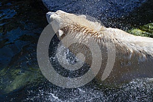 Polar bear in watere shaking fur for waterdrops