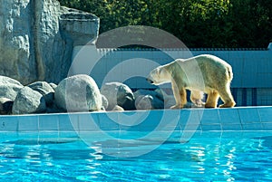 Polar bear on the waterfront at the zoo