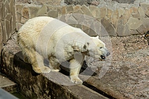 Polar bear. The white bear is a typical inhabitant of the Arctic. The arctic bear is the largest of all predator