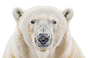 A polar bear with a white face and black nose