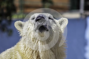 Polar Bear
