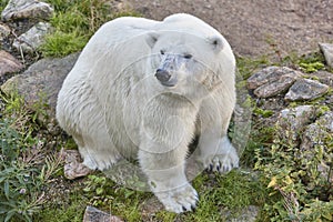 Polar bear in the wilderness. Wildlife animal background