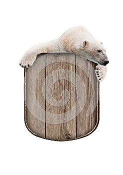 Polar bear with a wooden sign