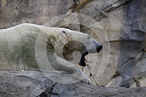 Polar bear yawn photo