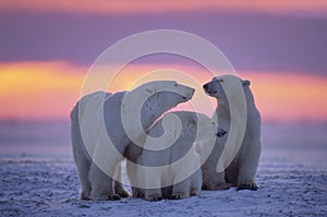Famiglia di orsi polari nell'Artico Canadese tramonto.