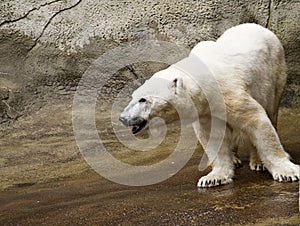 Polar Bear at Zoo